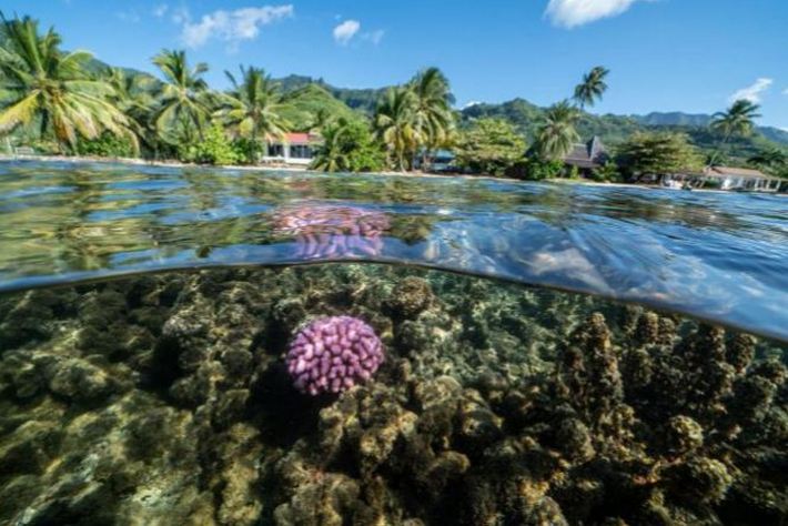 Красивые и хрупкие коралловые рифы в тропических океанах по всему миру находятся под угрозой: специалисты рассказали, как туристы могут помочь восстановить их