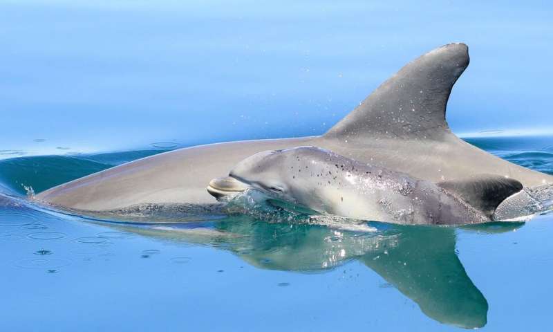 Ученые выяснили, что дельфины-матери объединяются в группы, чтобы вместе воспитывать детей