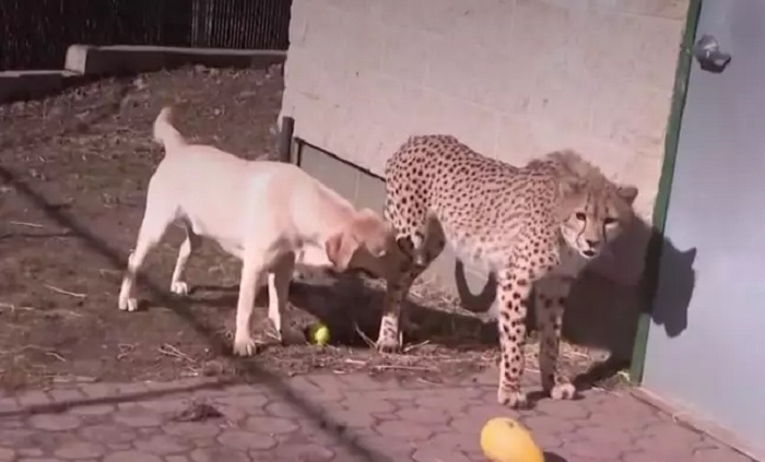 Чтобы маленькому гепарду не было одиноко в зоопарке, к нему подселили щенка: зверята выросли, но остались лучшими друзьями