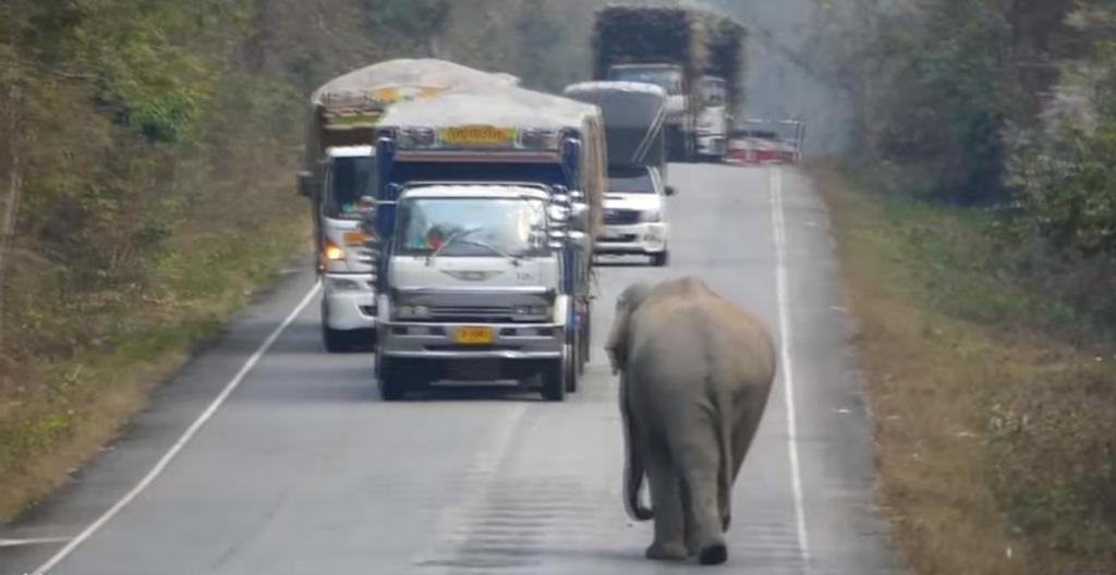 Слон-сладкоежка остановил грузовик, чтобы полакомиться сахарным тростником: видео