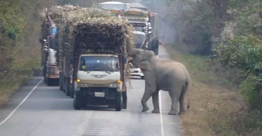 Слон-сладкоежка остановил грузовик, чтобы полакомиться сахарным тростником: видео