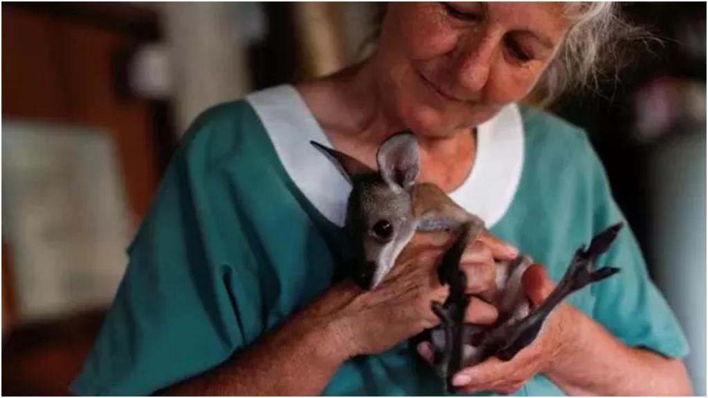 Вместо мамы-кенгуру: австралийцы спасли диких животных от пожаров, а теперь показали, как они за ними ухаживают дома