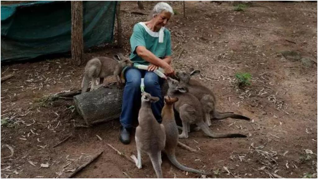 Вместо мамы-кенгуру: австралийцы спасли диких животных от пожаров, а теперь показали, как они за ними ухаживают дома
