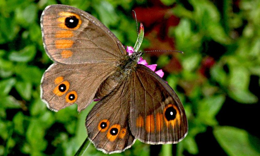 Как некоторые бабочки меняют размер глазчатых пятен на крыльях? Новое исследование