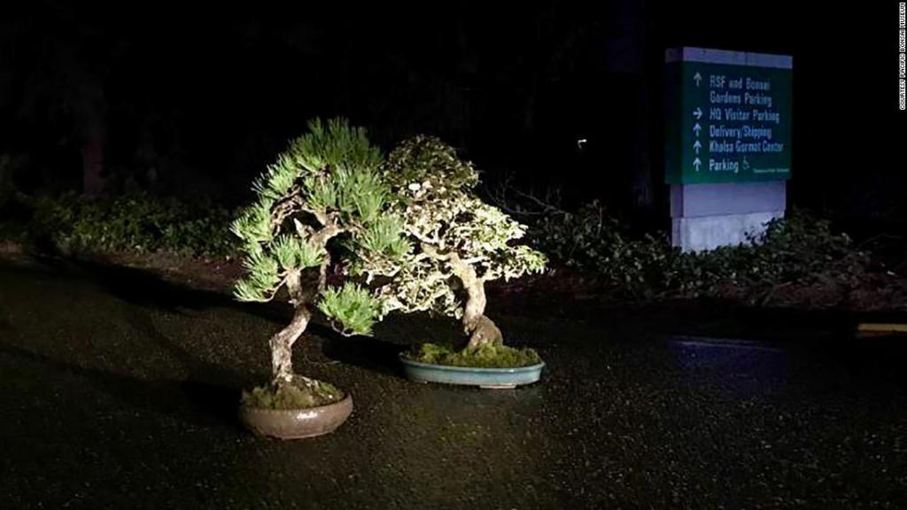 Не справились с уходом: воры вернули в вашингтонский музей ранее украденные деревья бонсай