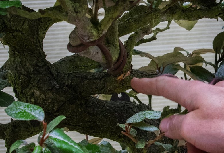 Не справились с уходом: воры вернули в вашингтонский музей ранее украденные деревья бонсай