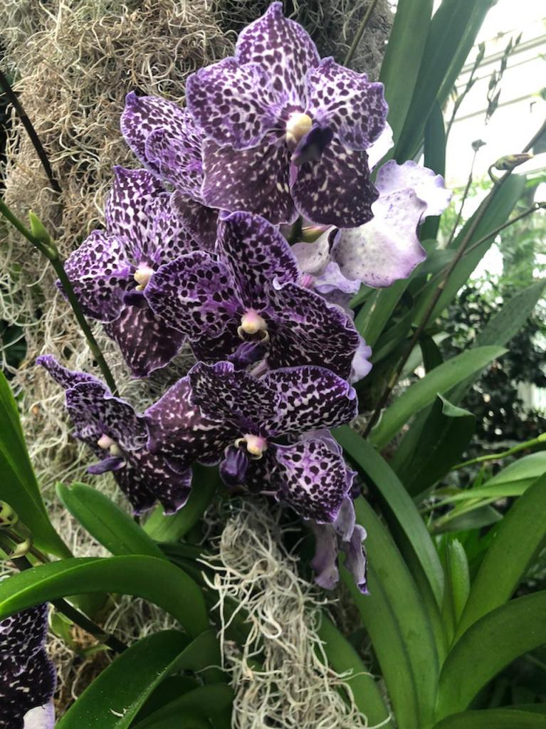 Шоу орхидей открывается в Нью-Йоркском ботаническом саду: посетители увидят более 7000 цветущих растений