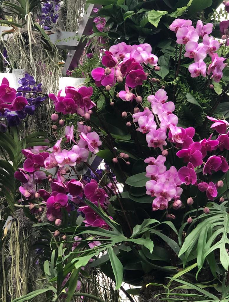 Шоу орхидей открывается в Нью-Йоркском ботаническом саду: посетители увидят более 7000 цветущих растений