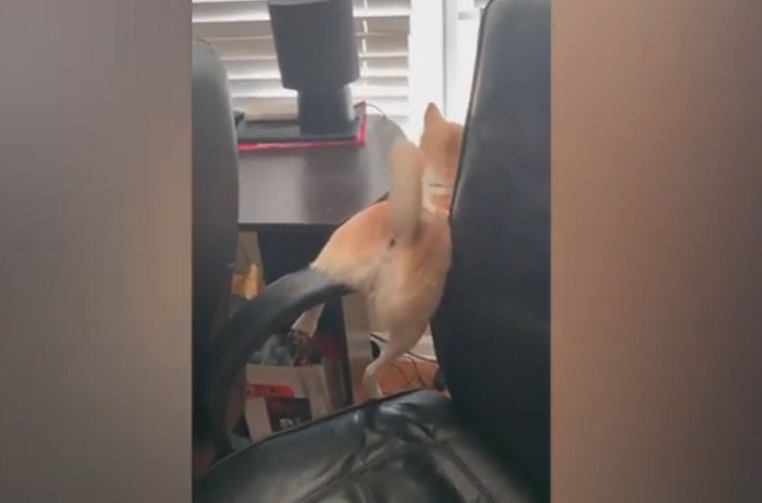 Неловкое положение: хозяйке пришлось выручать своего пса, застрявшего между креслом и подоконником