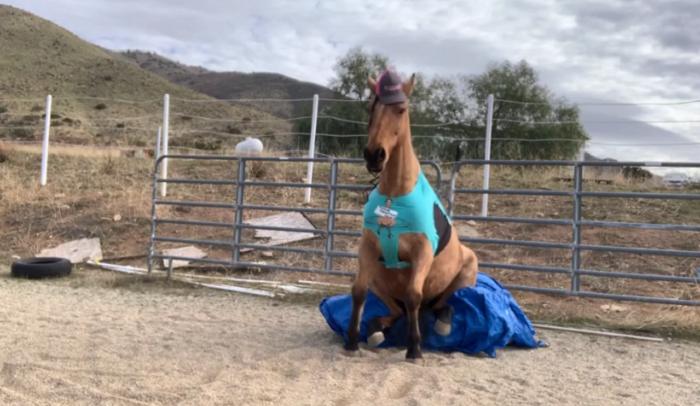 Хозяйка потратила много времени, чтобы научить коня танцу в стиле кантри, но результат того стоил: видео