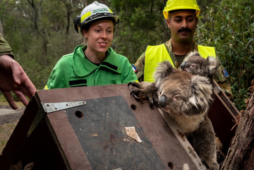 Тепловизоры и беспилотники: как в Австралии спасали коал во время лесных пожаров