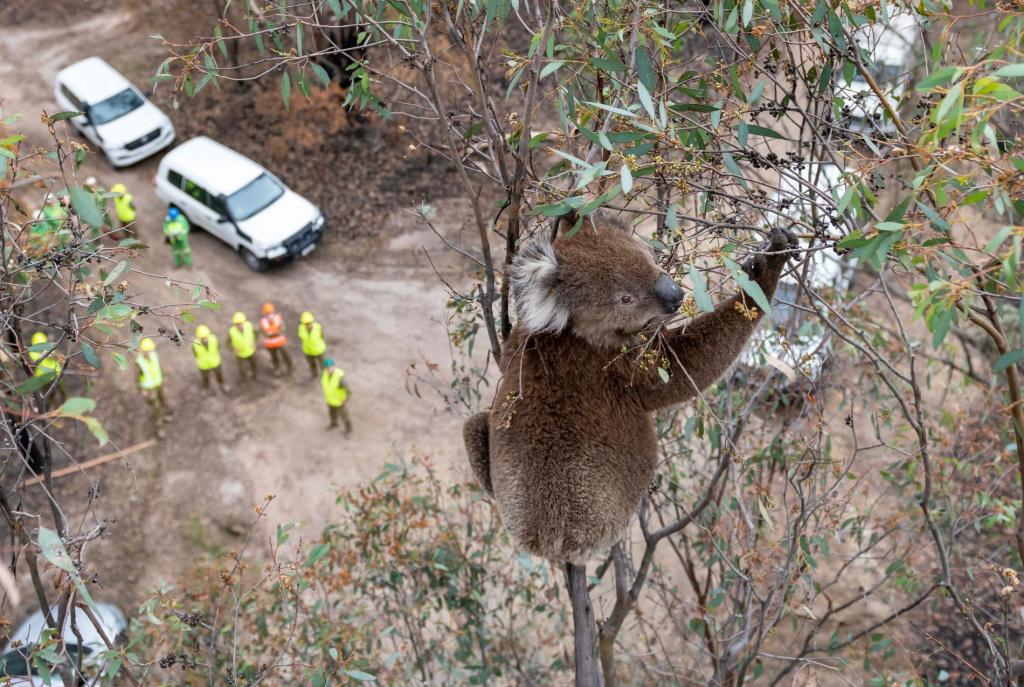 Тепловизоры и беспилотники: как в Австралии спасали коал во время лесных пожаров