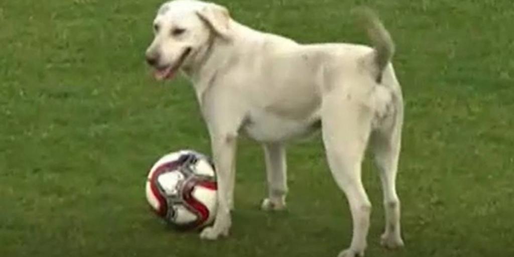 Идеальное место для игры в мяч: собака выскочила на поле и прервала футбольный матч (видео)