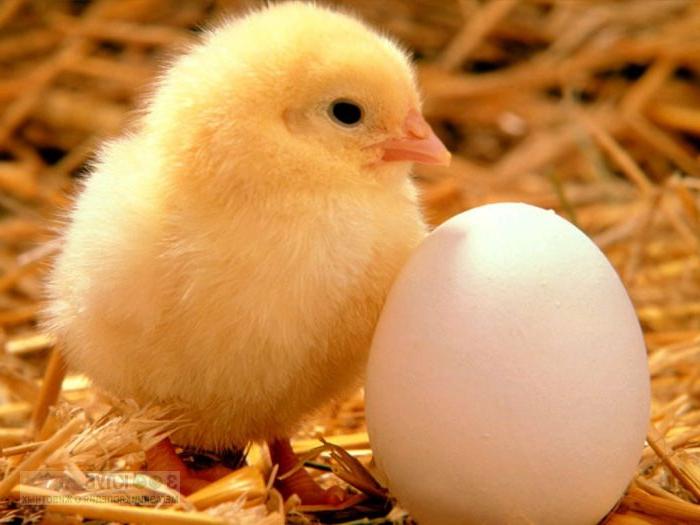 "Привет, малыш!" Мужчина инкубировал яйцо, вывел из него цыпленка, а весь процесс снял на видео: результат впечатляет