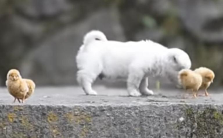 Очаровательный щенок играет с птенцами. Видео, которое поднимает настроение