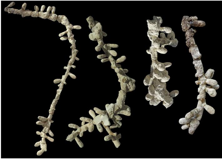 Новая находка окаменелостей поставила палеонтологов в тупик: древние гнезда подтверждают, что пчелы были живы и здоровы в Патагонии 100 миллионов лет назад