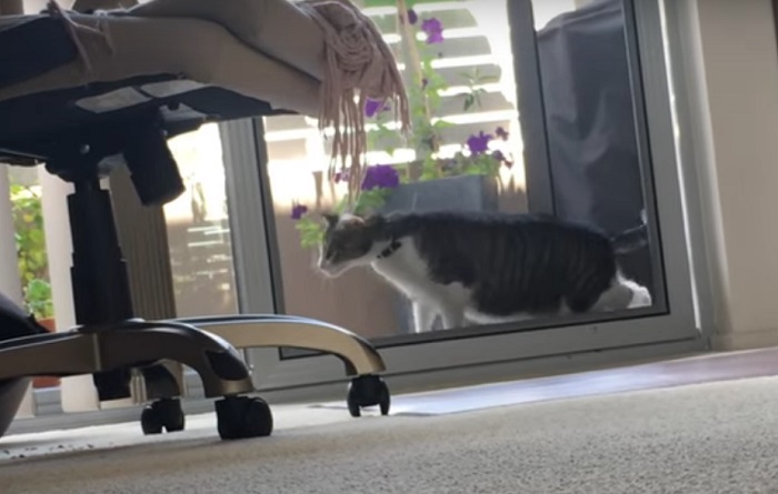 Нахальный кот так хотел попасть в дом, что даже антимоскитная сетка не стала для него преградой (видео)