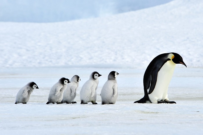 Вместе весело шагать по просторам: фотографу удалось заснять путешествие семьи пингвинов через ледяную пустыню Антарктиды