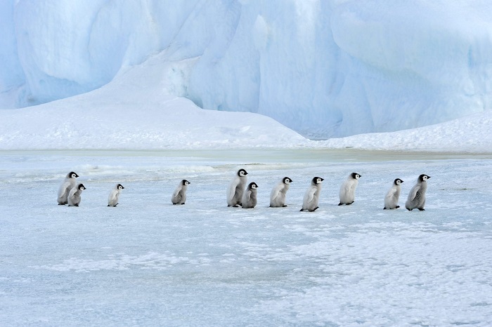 Вместе весело шагать по просторам: фотографу удалось заснять путешествие семьи пингвинов через ледяную пустыню Антарктиды