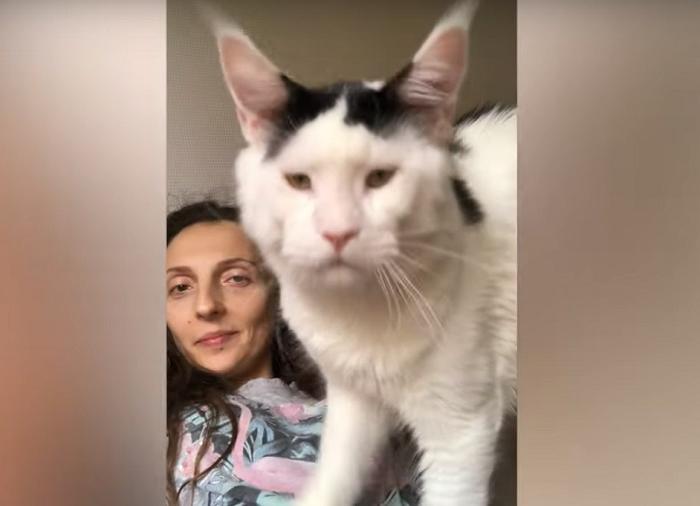 Екатерина научила своих кошек делать массаж: теперь она сама себе завидует (видео)