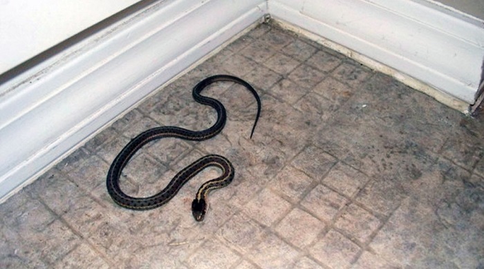 Из-за змеи в коридоре женщина 2 дня не могла выйти из дома, а рептилия была ненастоящей