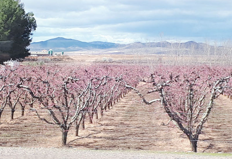 В этом году ранняя весна пришла в Испанию – все цветет и благоухает (фото)