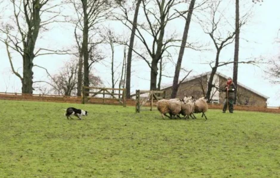 Невзрачная на вид овчарка из Британии привлекла внимание многих участников аукциона своими умениями. Цена удивила даже хозяйку