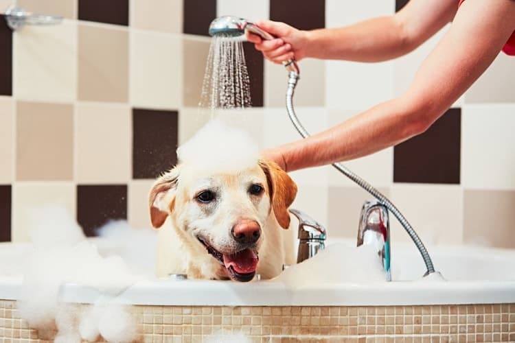 Ветеринар подсказал рецепт домашнего овсяного шампуня для мягкого и деликатного ухода за шерстью собаки