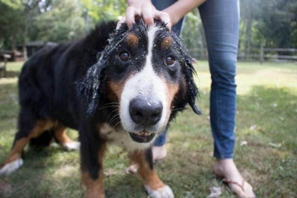 Ветеринар подсказал рецепт домашнего овсяного шампуня для мягкого и деликатного ухода за шерстью собаки