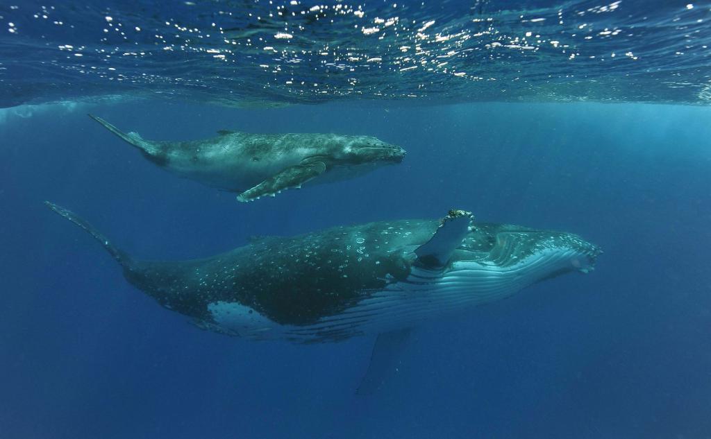 Почему киты мигрируют? Ученые выяснили, что они возвращаются в тропики, чтобы сбросить кожу