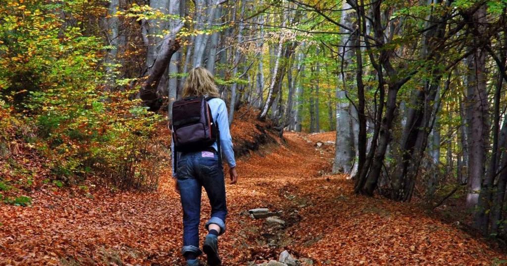 По грибы с гидом: появился сайт, где путешественники могут найти гида по лесным прогулкам