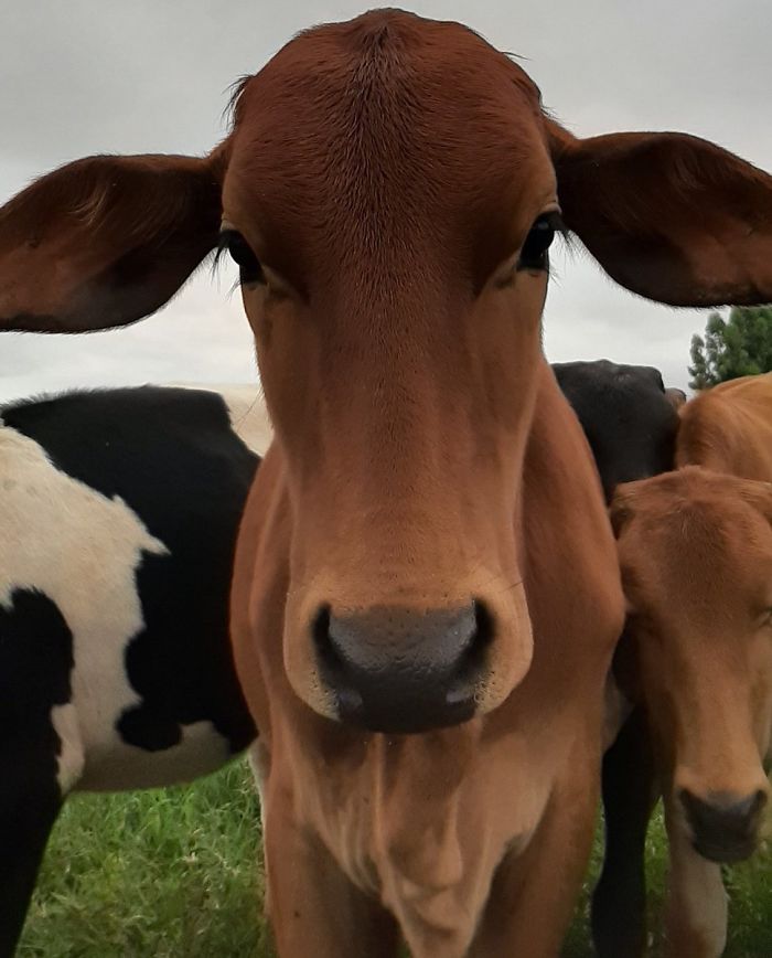 Популярный аккаунт в Twitter каждый день публикует новые фото коров. Армия подписчиков растет