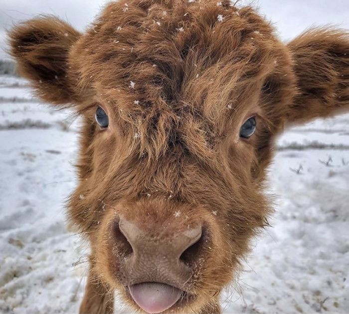 Популярный аккаунт в Twitter каждый день публикует новые фото коров. Армия подписчиков растет