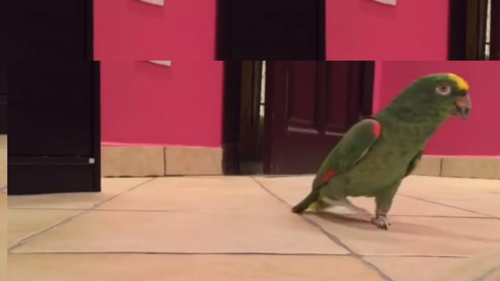 Видео: птица смеется, как суперзлодей из фильма