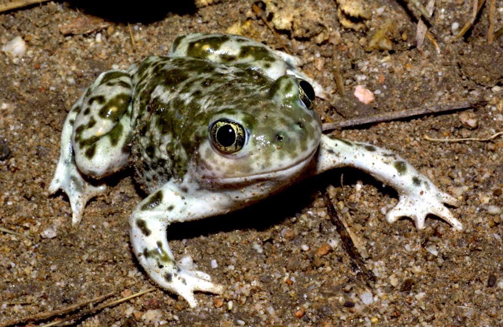 Ищут более достойную пару: почему самки жаб часто игнорируют самцов своего вида