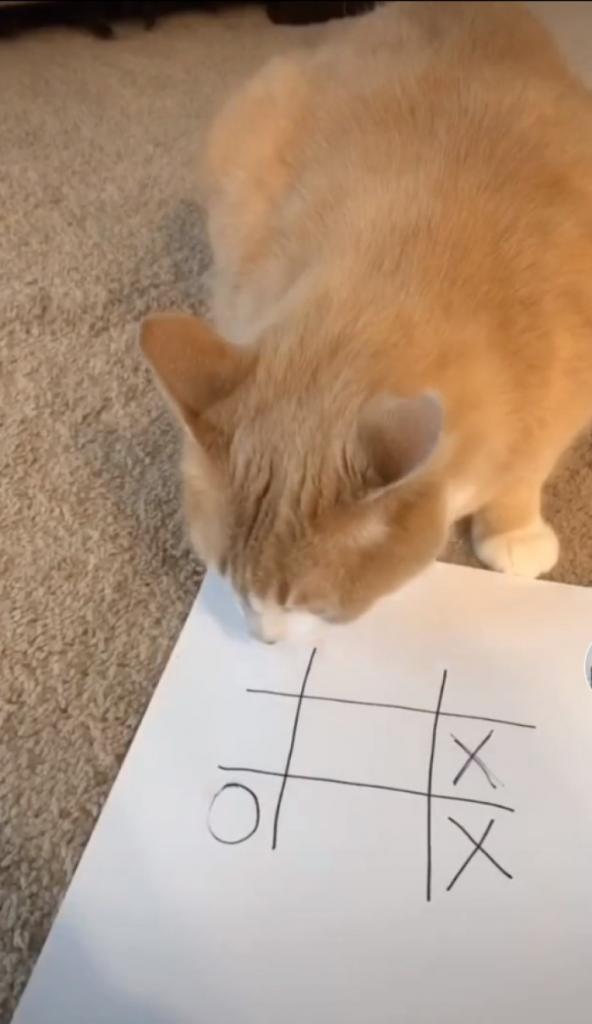 Увидев ролик в интернете, девушка решила научить свою кошку играть в крестики-нолики: понадобилась пара секунд (видео)