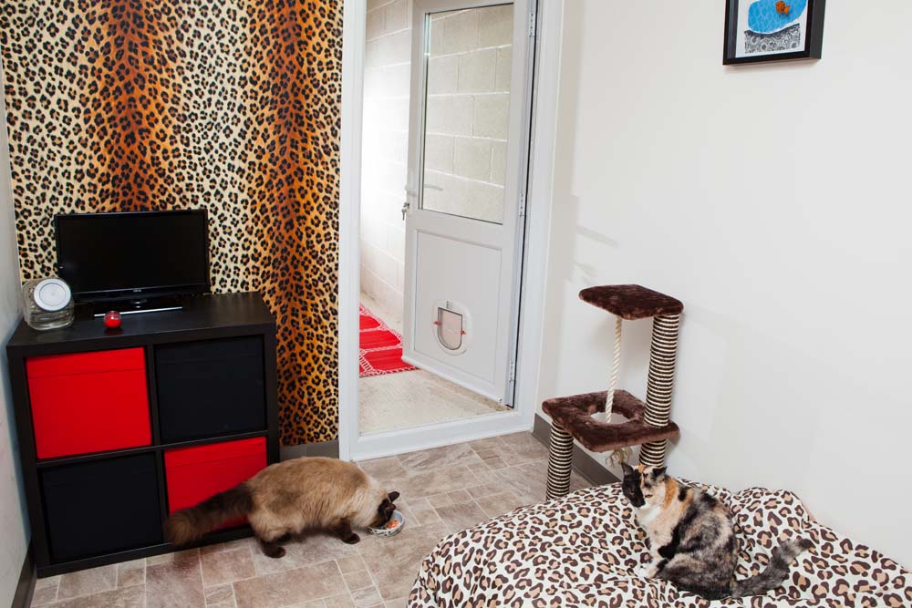 Отель для кошек в Англии бесплатно размещает животных, владельцы которых проходят стационарное лечение от коронавируса