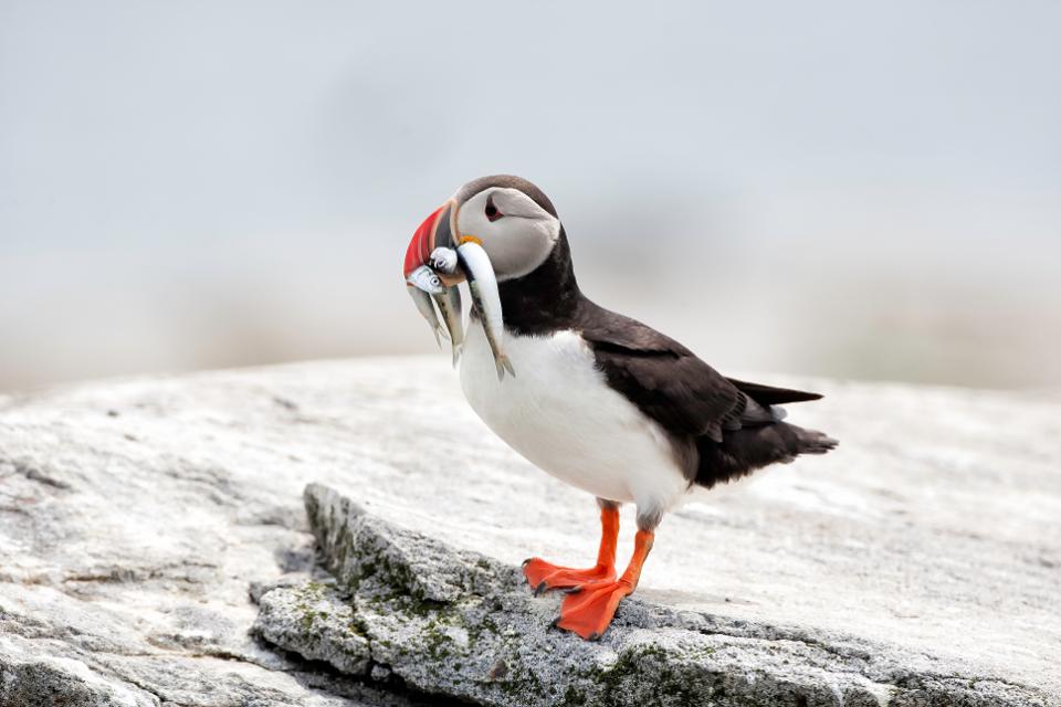 Экзотические птицы заповедника на острове Machias Seal Island: восхитительные фото