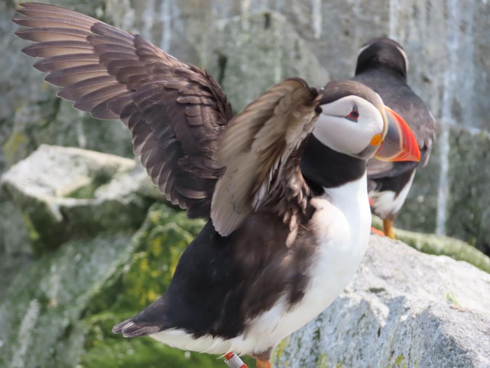 Экзотические птицы заповедника на острове Machias Seal Island: восхитительные фото