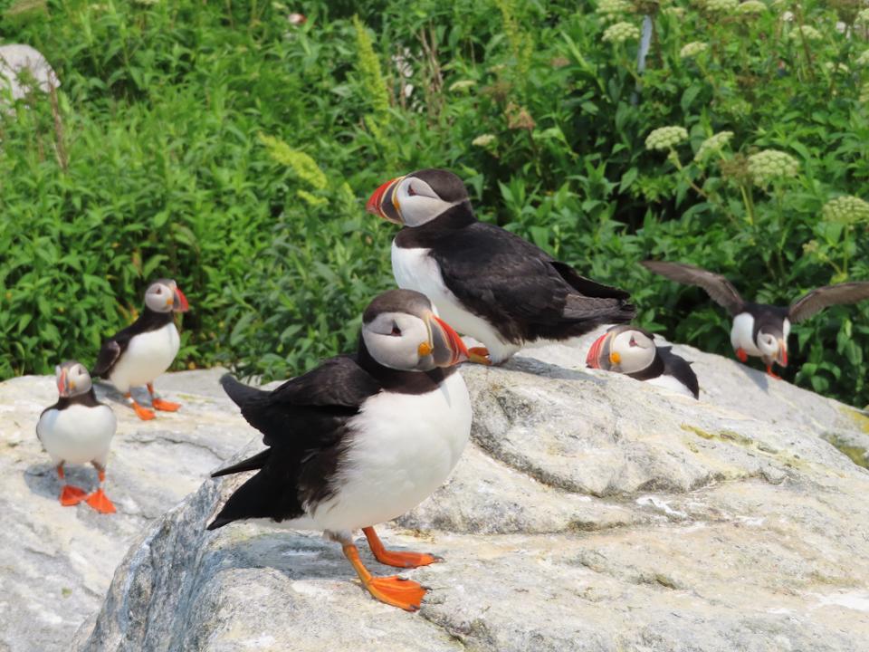 Экзотические птицы заповедника на острове Machias Seal Island: восхитительные фото