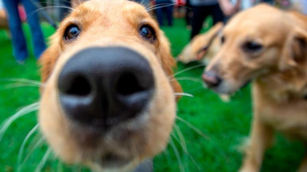 1001 причина завести собаку: главная - домашние животные снижают риск преждевременной смерти на 24 %