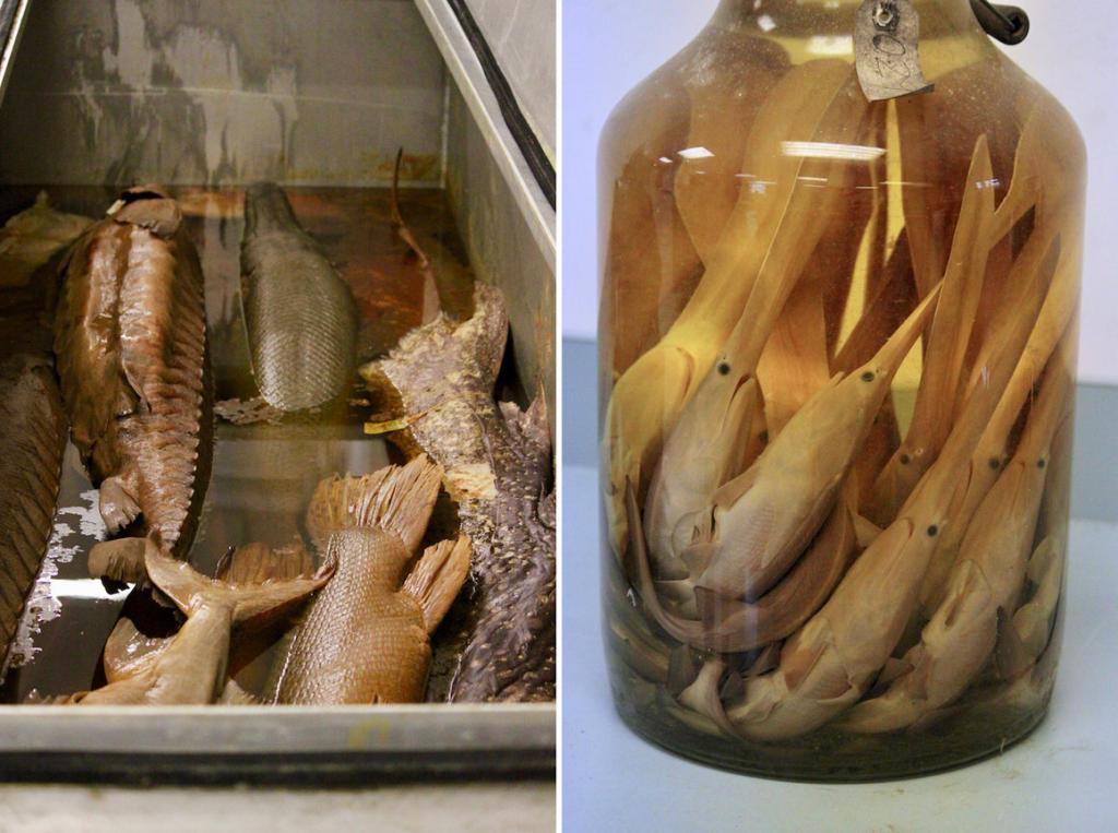 7 миллионов рыб, но не под водой: зачем пара бункеров времен Второй мировой войны содержит коллекцию консервов
