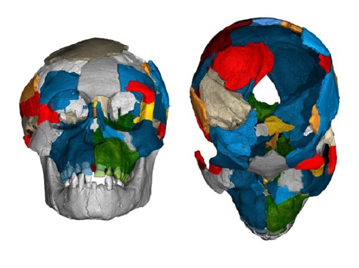 Данные нового исследования: у предков человека размер мозга был таким же, что и у обезьяны