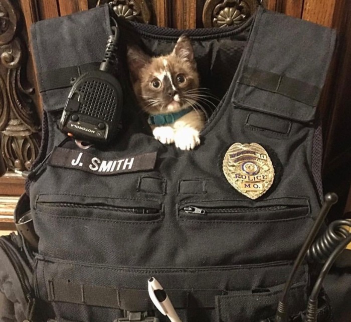Полицейский спасает маленького котенка на шоссе: теперь у офицера новый друг