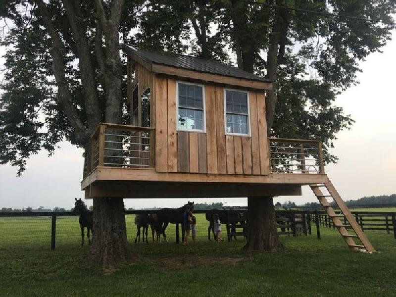 Мужчина решил построить на своем участке небольшой домик на дереве: фото