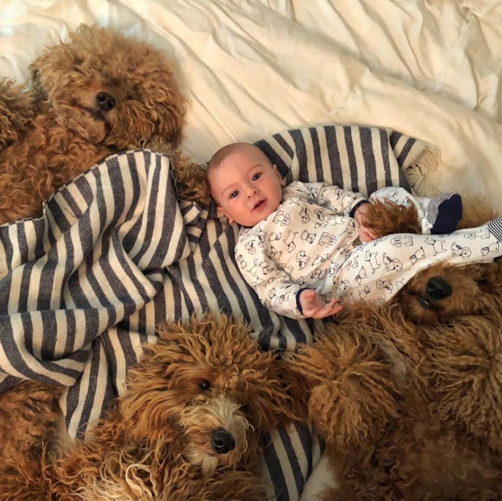 Аккаунт 6-месячного мальчика и семьи собак собрал уже 700 000 подписчиков: фото