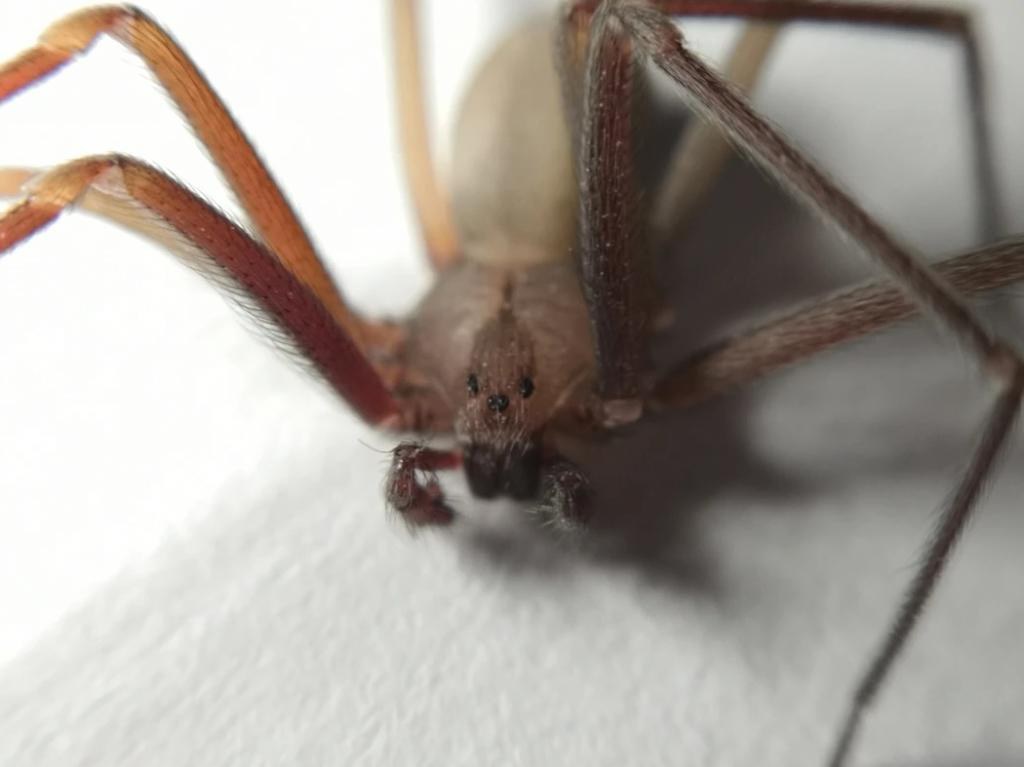 Биолог создал аккаунт в соцсетях, где развенчивает пугающие мифы о паукообразных: его старания спасли не одну жизнь безобидных арахнидов