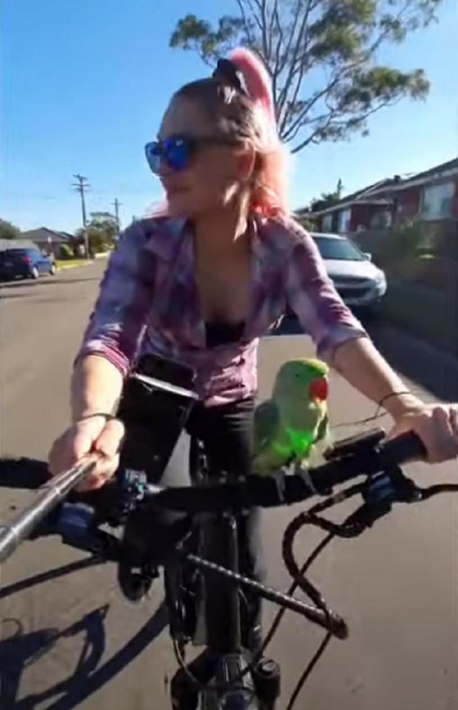 Попугай, который любит кататься на велосипеде: веселое видео
