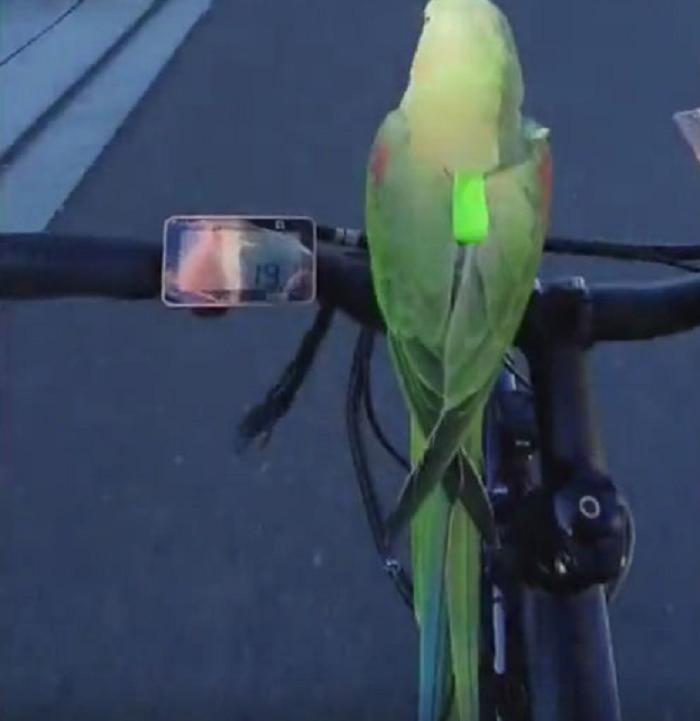 Попугай, который любит кататься на велосипеде: веселое видео