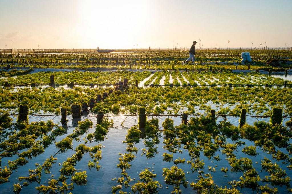 Плавучие морские фермы с урожаем, растущим в морской воде, планируют разработать ученые